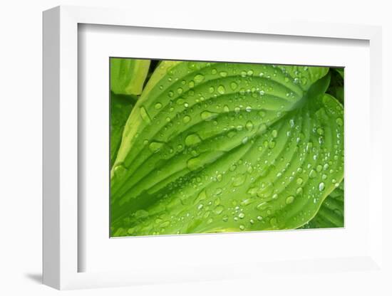 Fragrant Plantain Lily-Jim Engelbrecht-Framed Photographic Print