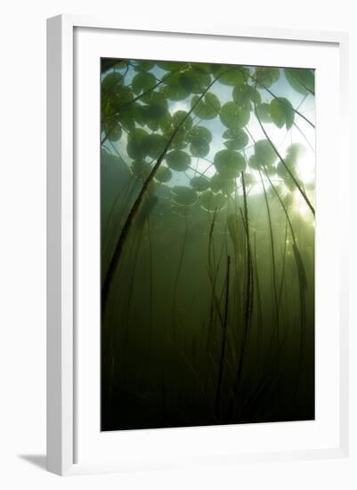 Fragrant Water Lilies (Nymphaea Odorata) Growing in Lake Skadar, Montenegro, May 2008-Radisics-Framed Photographic Print