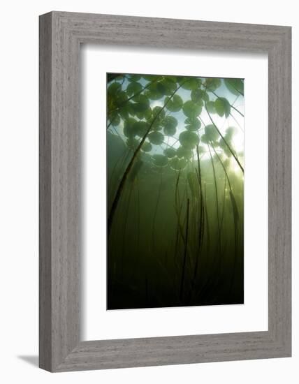 Fragrant Water Lilies (Nymphaea Odorata) Growing in Lake Skadar, Montenegro, May 2008-Radisics-Framed Photographic Print