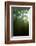 Fragrant Water Lilies (Nymphaea Odorata) Growing in Lake Skadar, Montenegro, May 2008-Radisics-Framed Photographic Print