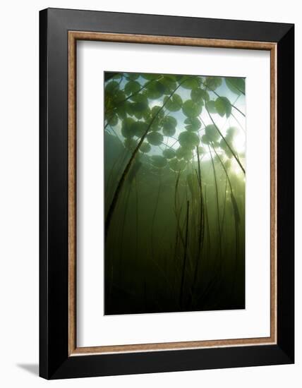 Fragrant Water Lilies (Nymphaea Odorata) Growing in Lake Skadar, Montenegro, May 2008-Radisics-Framed Photographic Print