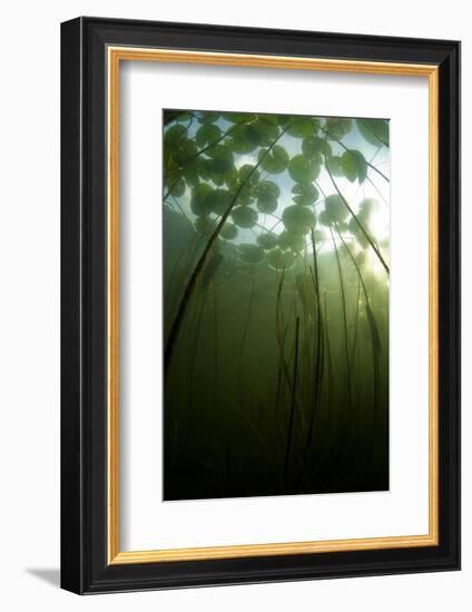 Fragrant Water Lilies (Nymphaea Odorata) Growing in Lake Skadar, Montenegro, May 2008-Radisics-Framed Photographic Print