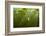 Fragrant Water Lilies (Nymphaea Odorata) in Lake Skadar, Montenegro, May 2008-Radisics-Framed Photographic Print