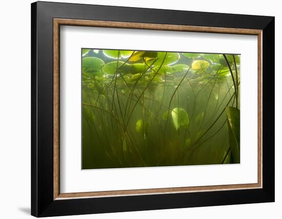 Fragrant Water Lilies (Nymphaea Odorata) in Lake Skadar, Montenegro, May 2008-Radisics-Framed Photographic Print