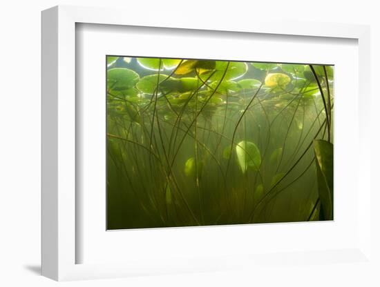 Fragrant Water Lilies (Nymphaea Odorata) in Lake Skadar, Montenegro, May 2008-Radisics-Framed Photographic Print