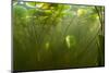 Fragrant Water Lilies (Nymphaea Odorata) in Lake Skadar, Montenegro, May 2008-Radisics-Mounted Photographic Print