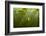 Fragrant Water Lilies (Nymphaea Odorata) in Lake Skadar, Montenegro, May 2008-Radisics-Framed Photographic Print