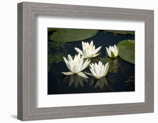 Fragrant Water Lily (Nymphaea Odorata) Flowers on Lake Skadar, Lake Skadar Np, Montenegro, May 2008-Radisics-Framed Photographic Print