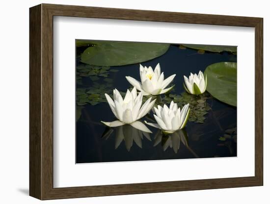 Fragrant Water Lily (Nymphaea Odorata) Flowers on Lake Skadar, Lake Skadar Np, Montenegro, May 2008-Radisics-Framed Photographic Print