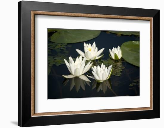 Fragrant Water Lily (Nymphaea Odorata) Flowers on Lake Skadar, Lake Skadar Np, Montenegro, May 2008-Radisics-Framed Photographic Print