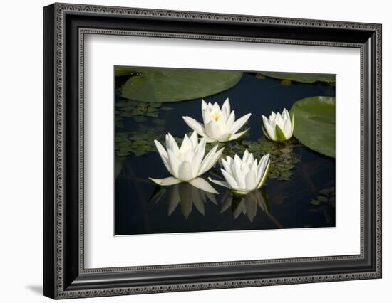 Fragrant Water Lily (Nymphaea Odorata) Flowers on Lake Skadar, Lake Skadar Np, Montenegro, May 2008-Radisics-Framed Photographic Print