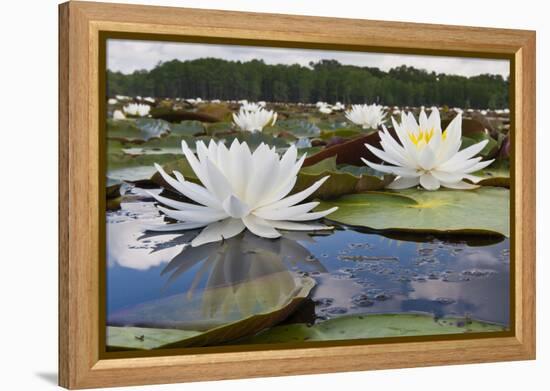 Fragrant Water Lily (Nymphaea Odorata) on Caddo Lake, Texas, USA-Larry Ditto-Framed Premier Image Canvas