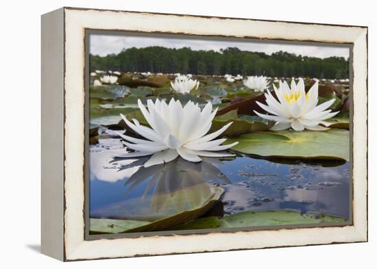 Fragrant Water Lily (Nymphaea Odorata) on Caddo Lake, Texas, USA-Larry Ditto-Framed Premier Image Canvas