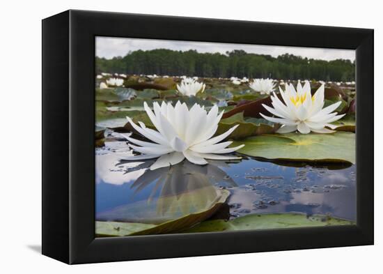 Fragrant Water Lily (Nymphaea Odorata) on Caddo Lake, Texas, USA-Larry Ditto-Framed Premier Image Canvas