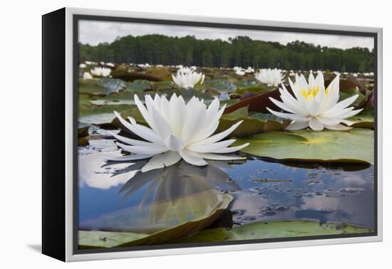 Fragrant Water Lily (Nymphaea Odorata) on Caddo Lake, Texas, USA-Larry Ditto-Framed Premier Image Canvas