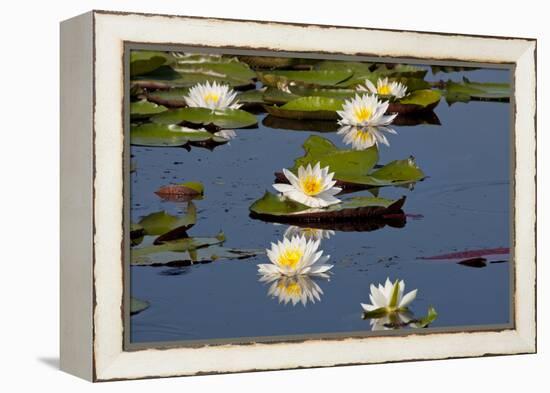 Fragrant Water Lily (Nymphaea Odorata) on Caddo Lake Texas, USA-Larry Ditto-Framed Premier Image Canvas