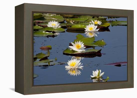 Fragrant Water Lily (Nymphaea Odorata) on Caddo Lake Texas, USA-Larry Ditto-Framed Premier Image Canvas