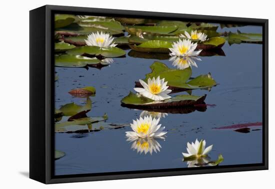 Fragrant Water Lily (Nymphaea Odorata) on Caddo Lake Texas, USA-Larry Ditto-Framed Premier Image Canvas