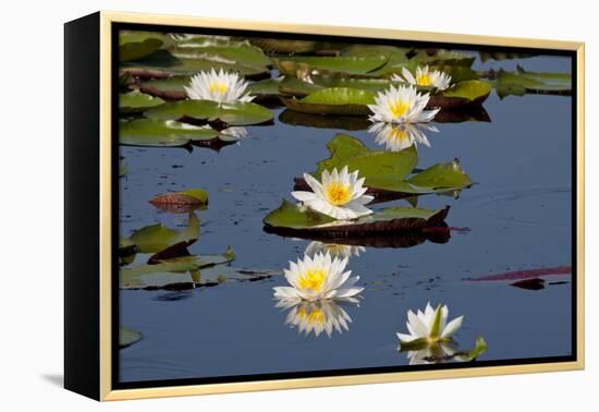 Fragrant Water Lily (Nymphaea Odorata) on Caddo Lake Texas, USA-Larry Ditto-Framed Premier Image Canvas