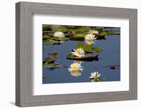 Fragrant Water Lily (Nymphaea Odorata) on Caddo Lake Texas, USA-Larry Ditto-Framed Photographic Print