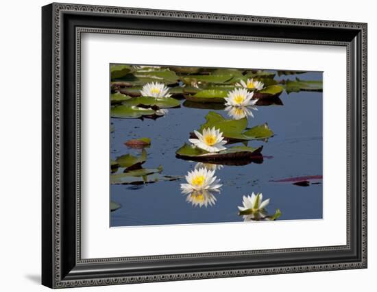 Fragrant Water Lily (Nymphaea Odorata) on Caddo Lake Texas, USA-Larry Ditto-Framed Photographic Print