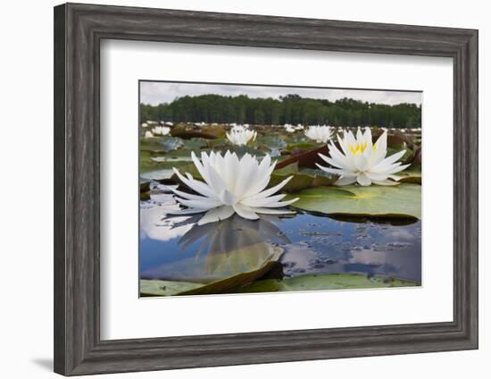 Fragrant Water Lily (Nymphaea Odorata) on Caddo Lake, Texas, USA-Larry Ditto-Framed Photographic Print