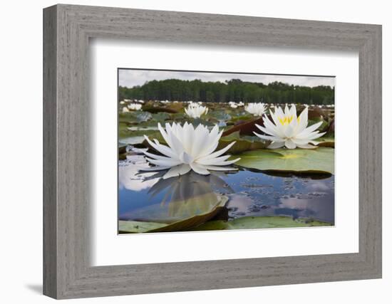 Fragrant Water Lily (Nymphaea Odorata) on Caddo Lake, Texas, USA-Larry Ditto-Framed Photographic Print