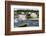 Fragrant Water Lily (Nymphaea Odorata) on Caddo Lake, Texas, USA-Larry Ditto-Framed Photographic Print