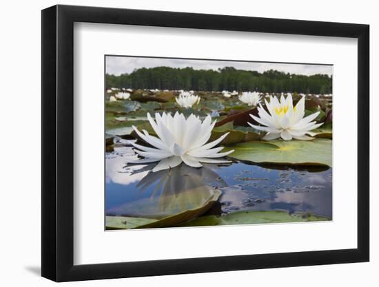 Fragrant Water Lily (Nymphaea Odorata) on Caddo Lake, Texas, USA-Larry Ditto-Framed Photographic Print