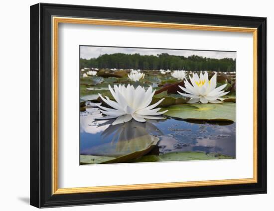 Fragrant Water Lily (Nymphaea Odorata) on Caddo Lake, Texas, USA-Larry Ditto-Framed Photographic Print