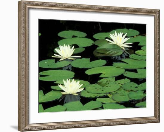 Fragrant Water Lilys, Green Swamp Ecological Reserve, North Carolina, USA-Adam Jones-Framed Photographic Print