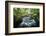 Fraicheur De La Foret-Philippe Manguin-Framed Photographic Print