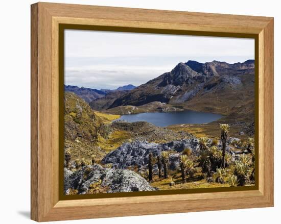 Frailejon Plants (Espeletia) at Laguna Grande Del Los Verde, El Cocuy National Park, Colombia-Christian Kober-Framed Premier Image Canvas