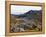 Frailejon Plants (Espeletia) at Laguna Grande Del Los Verde, El Cocuy National Park, Colombia-Christian Kober-Framed Premier Image Canvas