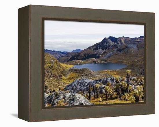 Frailejon Plants (Espeletia) at Laguna Grande Del Los Verde, El Cocuy National Park, Colombia-Christian Kober-Framed Premier Image Canvas