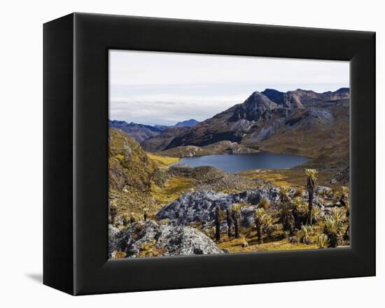 Frailejon Plants (Espeletia) at Laguna Grande Del Los Verde, El Cocuy National Park, Colombia-Christian Kober-Framed Premier Image Canvas