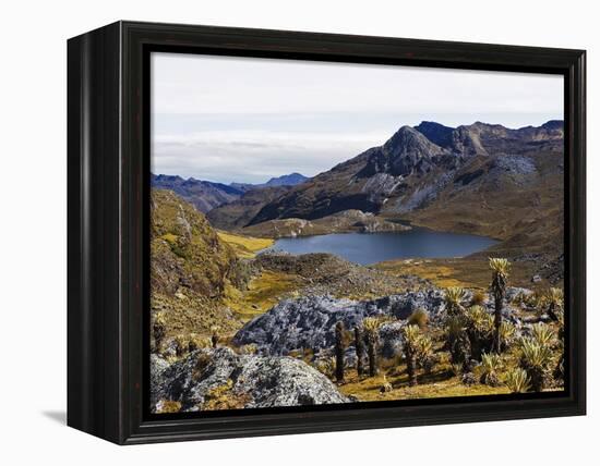 Frailejon Plants (Espeletia) at Laguna Grande Del Los Verde, El Cocuy National Park, Colombia-Christian Kober-Framed Premier Image Canvas