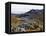 Frailejon Plants (Espeletia) at Laguna Grande Del Los Verde, El Cocuy National Park, Colombia-Christian Kober-Framed Premier Image Canvas