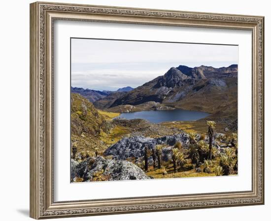 Frailejon Plants (Espeletia) at Laguna Grande Del Los Verde, El Cocuy National Park, Colombia-Christian Kober-Framed Photographic Print