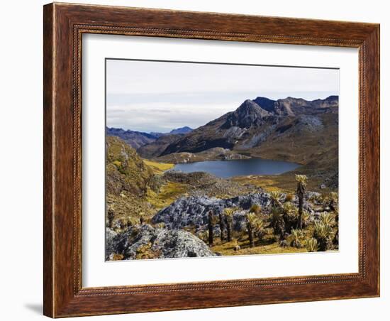 Frailejon Plants (Espeletia) at Laguna Grande Del Los Verde, El Cocuy National Park, Colombia-Christian Kober-Framed Photographic Print