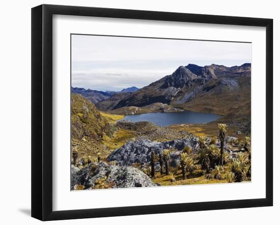 Frailejon Plants (Espeletia) at Laguna Grande Del Los Verde, El Cocuy National Park, Colombia-Christian Kober-Framed Photographic Print