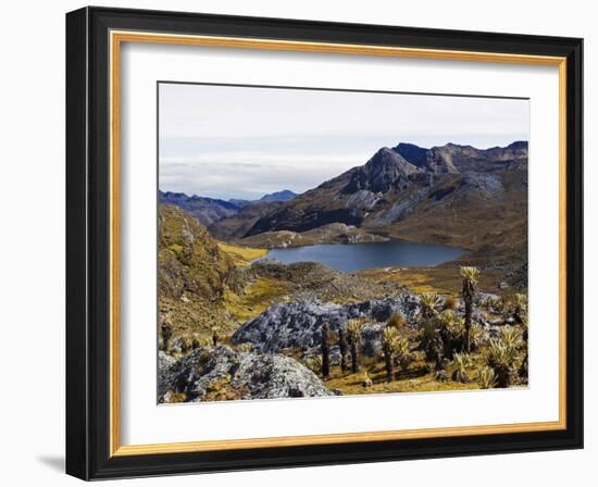 Frailejon Plants (Espeletia) at Laguna Grande Del Los Verde, El Cocuy National Park, Colombia-Christian Kober-Framed Photographic Print