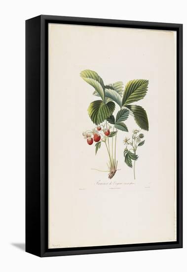 Fraisier De Virginie (Grandes Fleurs), from Traite Des Arbres Fruitiers, 1807-1835-Pierre Antoine Poiteau-Framed Premier Image Canvas