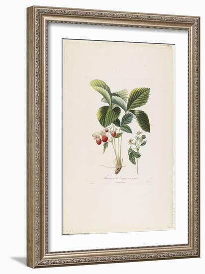 Fraisier De Virginie (Grandes Fleurs), from Traite Des Arbres Fruitiers, 1807-1835-Pierre Antoine Poiteau-Framed Giclee Print