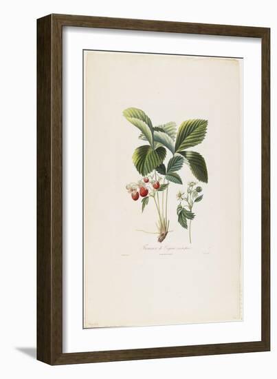 Fraisier De Virginie (Grandes Fleurs), from Traite Des Arbres Fruitiers, 1807-1835-Pierre Antoine Poiteau-Framed Giclee Print