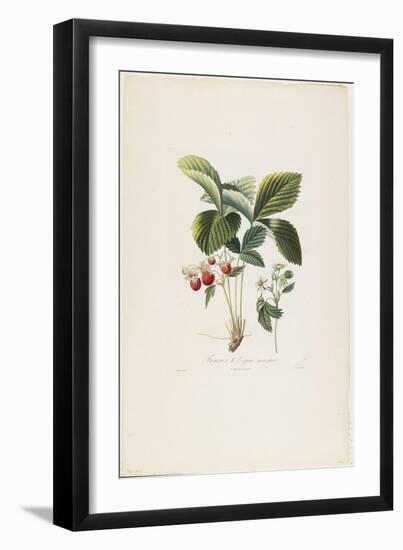 Fraisier De Virginie (Grandes Fleurs), from Traite Des Arbres Fruitiers, 1807-1835-Pierre Antoine Poiteau-Framed Giclee Print