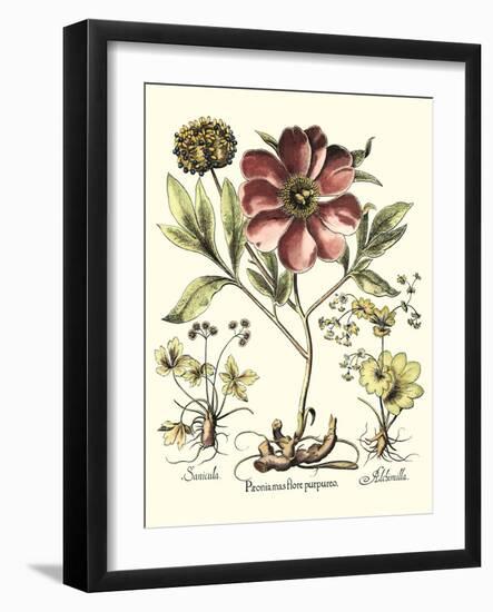 Framboise Floral I-Besler Basilius-Framed Art Print