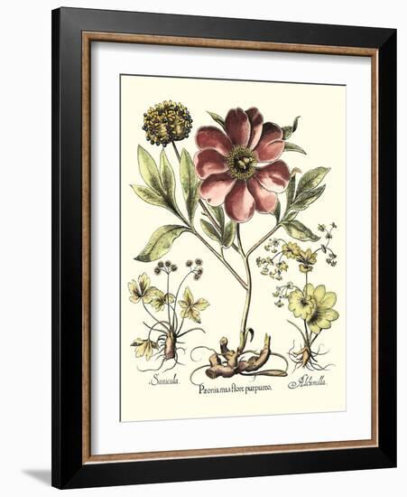 Framboise Floral I-Besler Basilius-Framed Art Print