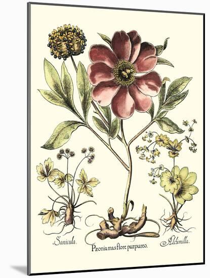 Framboise Floral I-Besler Basilius-Mounted Art Print