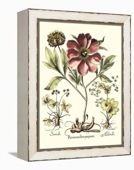 Framboise Floral I-Besler Basilius-Framed Stretched Canvas